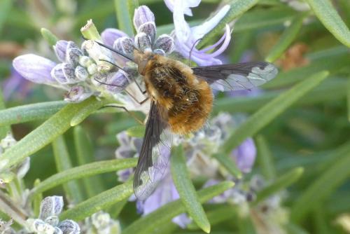 Bombylius major